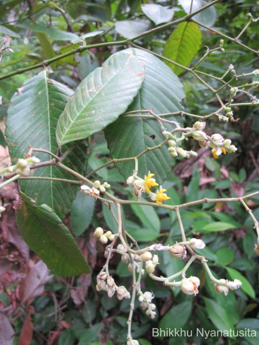 Schumacheria castaneifolia Vahl